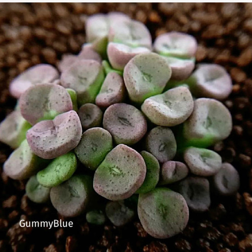 コノフィツム スポンサリオルム 種子 30粒 多肉植物 GummyBlue 通販