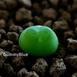 コノフィツム ピクツラツム CKF-2 種子 10粒 多肉植物 GummyBlue 通販