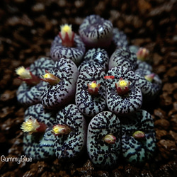 コノフィツム ピクツラツム CKF-2 種子 10粒 多肉植物 GummyBlue 通販