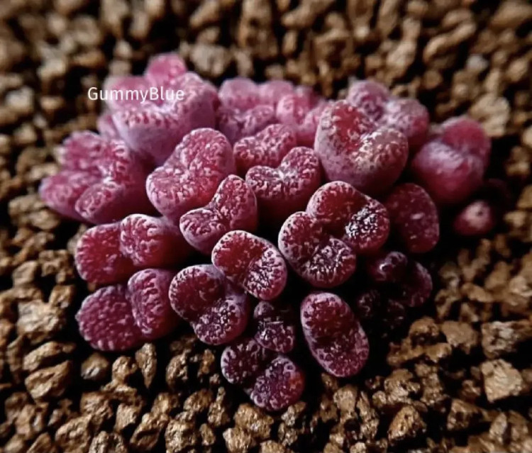 コノフィツム メイキンズプラム 種子 10粒 多肉植物 GummyBlue