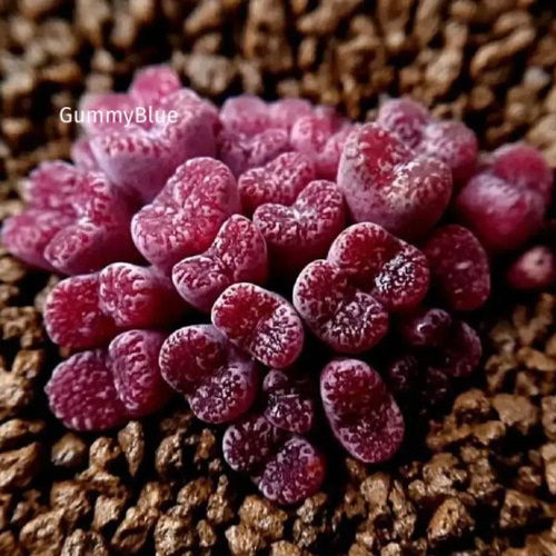 コノフィツム メイキンズプラム 種子 10粒 多肉植物 GummyBlue