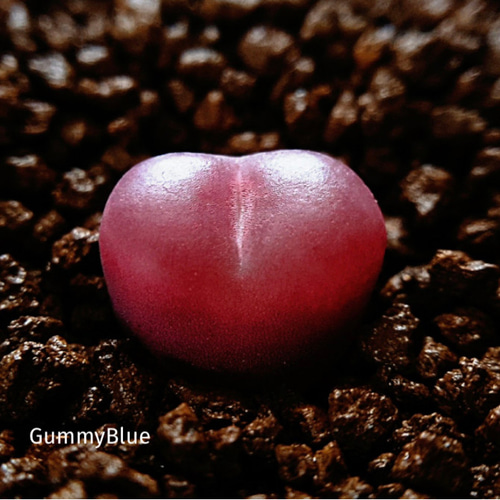 多肉植物 コノフィツム マウガニー mix 種子 60粒 多肉植物