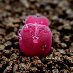 コノフィツム ピクツラツム CKF-2 種子 10粒 多肉植物 GummyBlue