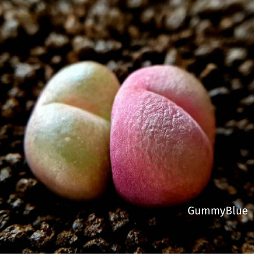 多肉植物 コノフィツム マウガニー mix 種子 60粒 多肉植物