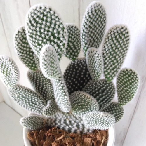 【超目玉枠】 現品】サボテン【バニーカクタス】多肉植物 観葉植物 ホワイト サボテン