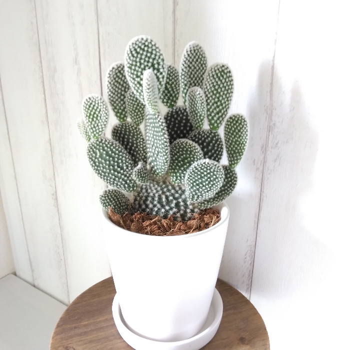 現品】サボテン【バニーカクタス】多肉植物 観葉植物 ホワイト