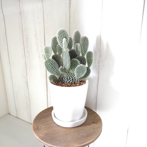 現品】サボテン【バニーカクタス】多肉植物 観葉植物 ホワイト陶器鉢