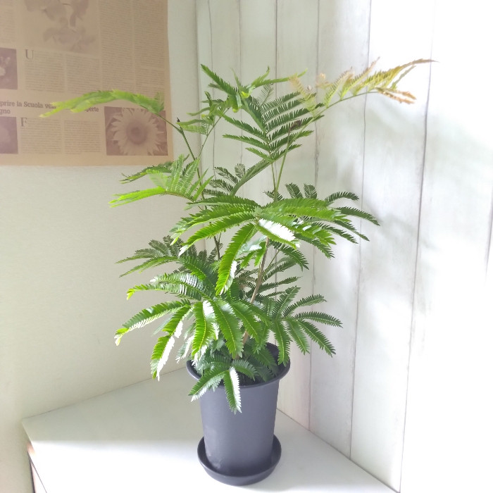 エバーフレッシュ 高さ◎ 樹形綺麗 ボリューム◎ 可愛い涼しげ
