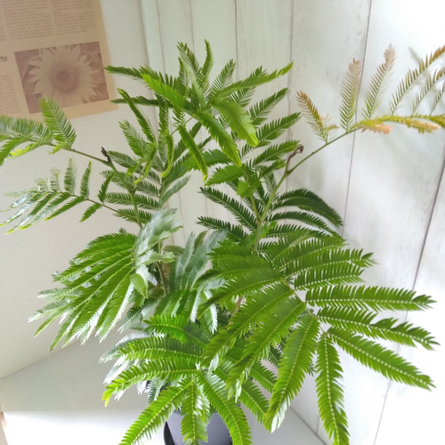 エバーフレッシュ 高さ◎ 樹形綺麗 ボリューム◎ 可愛い涼しげ