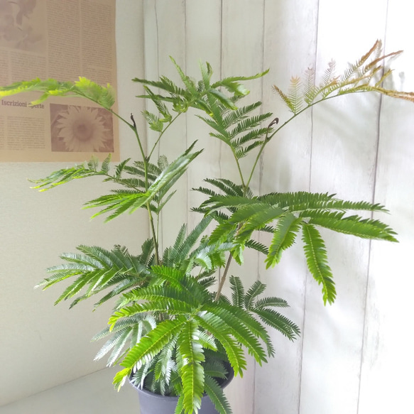 エバーフレッシュ 高さ1 メートル30センチくらい 【公式通販】