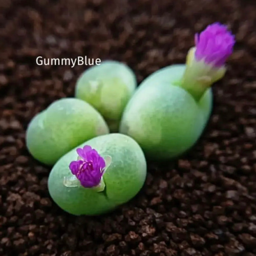 コノフィツム　種子　１００種類セット　各種１０粒ずつ コノフィツム 種子 100種類セット 各種10粒ずつ コノフィツム種子