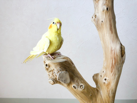 【流木の止まり木】高さ約63cm！鳥 インコ 高低差のある2つの円座が特徴の止まり木 3枚目の画像