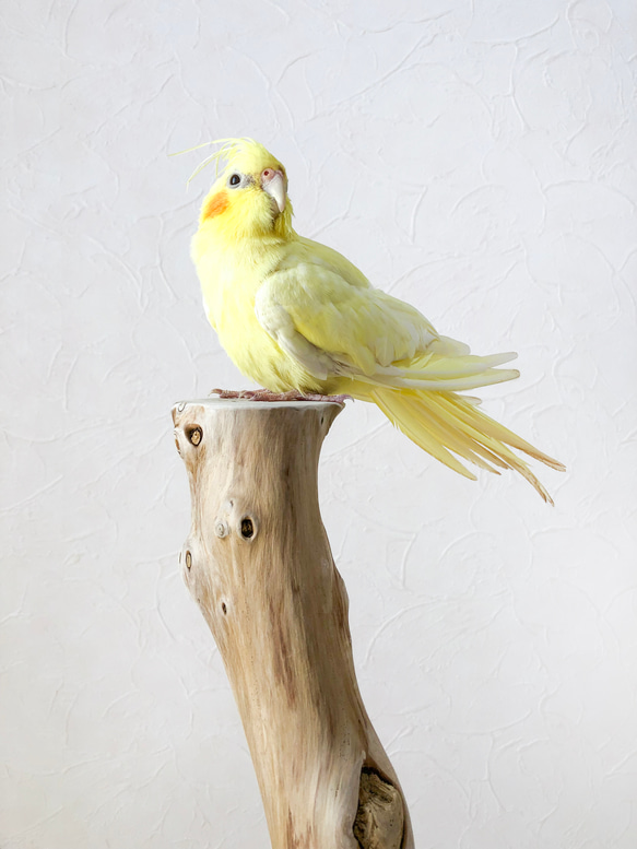 【流木の止まり木】高さ約63cm！鳥 インコ 高低差のある2つの円座が特徴の止まり木 2枚目の画像