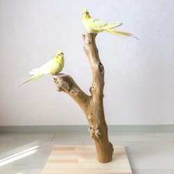 【流木の止まり木】高さ約63cm！鳥 インコ 高低差のある2つの円座が特徴の止まり木 1枚目の画像