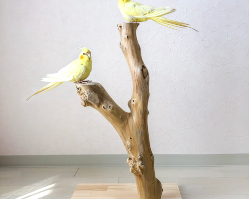 おやつ時間が楽しい流木止まり木♪ 流木の止まり木】高さ約73cm！鳥 インコ 使いやすい2又の止まり