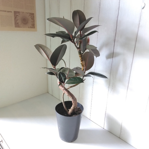 現品】フィカスバーガンディ【黒ゴム】曲がり 高さ65◎ 樹形綺麗