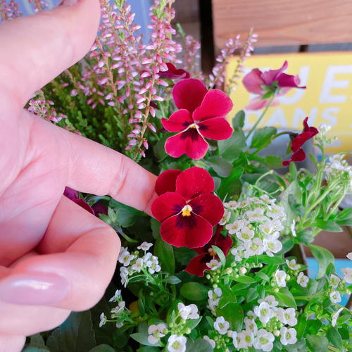 寄せ植え 花□ カルーナ アリッサム スナップドラゴン ブランルージュ