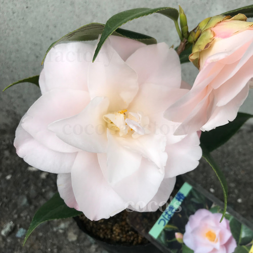 送料込】淡いピンク色が可愛い♡八重咲き日本椿♡羽衣♡3.5号鉢