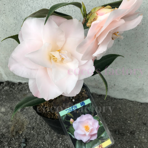 椿 羽衣 ツバキ 鉢花 淡いピンク