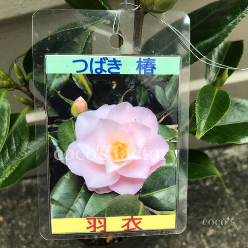 【人気商品】 送料込】淡いピンク色が可愛い♡八重咲き日本椿♡羽衣♡3.5号鉢 鉢花