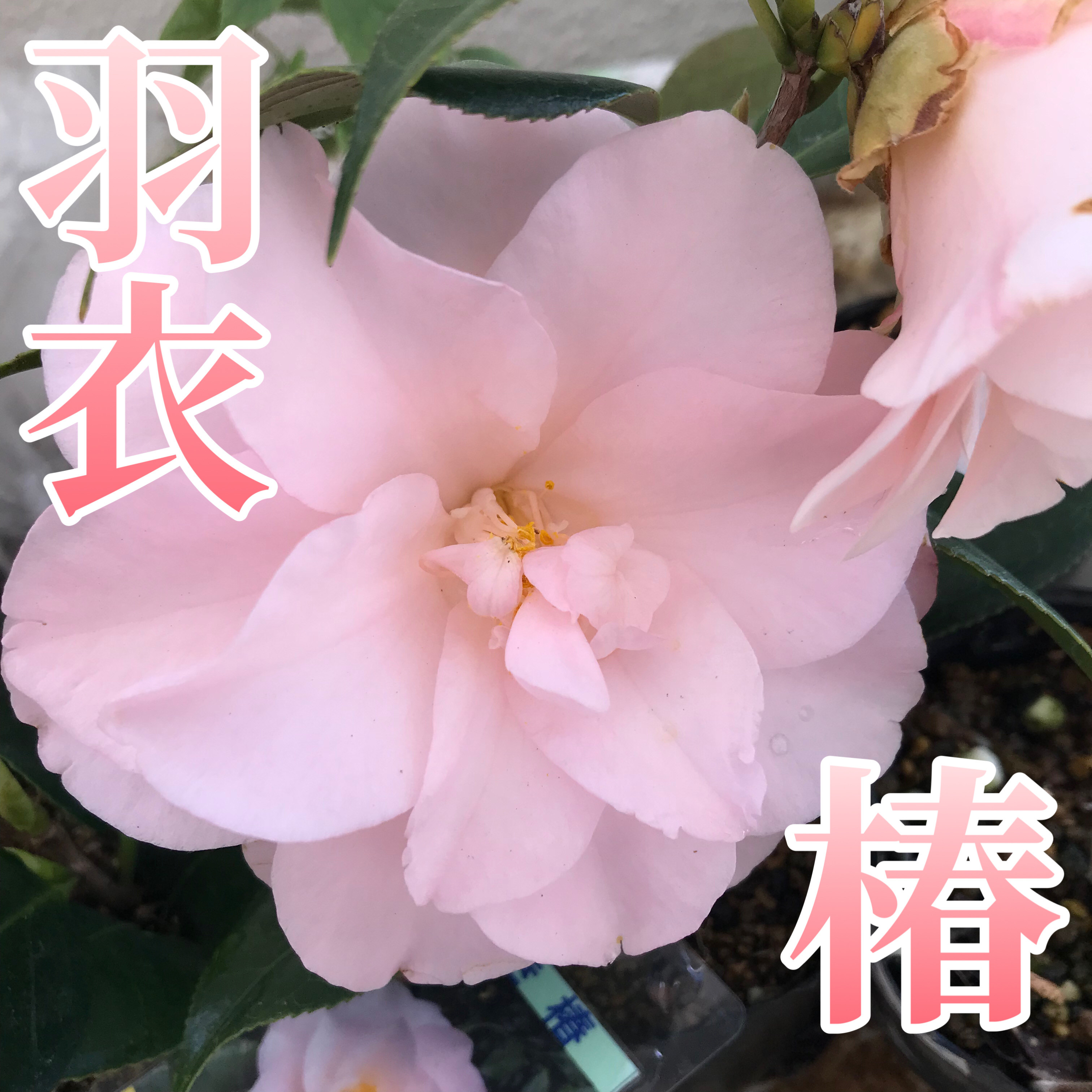 送料込】淡いピンク色が可愛い♡八重咲き日本椿♡羽衣♡3.5号鉢