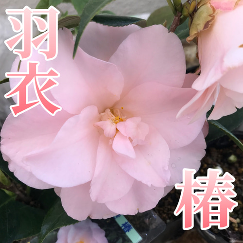 椿 羽衣 ツバキ 鉢花 淡いピンク