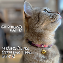 猫首輪　大きな鈴　迷子札付き　和柄ちりめんさくら 15枚目の画像