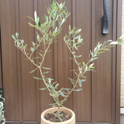 オリーブの木　ルッカ　テラコッタ鉢植え　苗　シンボルツリー 5枚目の画像