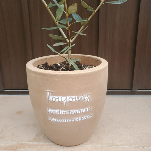 オリーブの木　エルグレコ　ホワイトテラコッタ鉢植え　苗　苗木　シンボルツリー オリーブの木 ルッカ テラコッタ鉢植え 苗 シンボルツリー その他