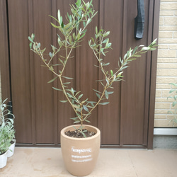 オリーブの木　ルッカ　テラコッタ鉢植え　苗　シンボルツリー 6枚目の画像