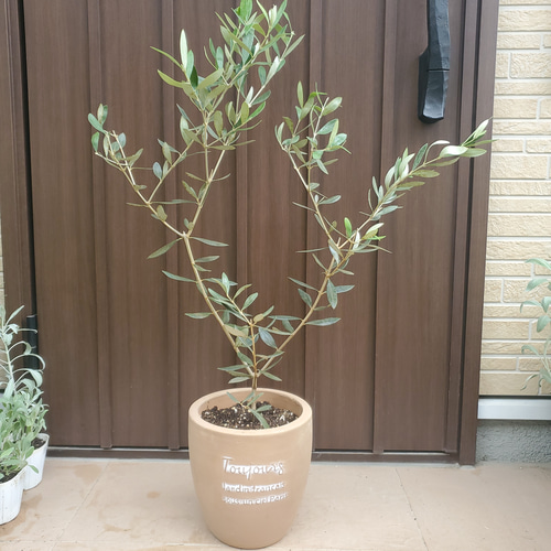 オリーブの木 ルッカ テラコッタ鉢植え 苗 シンボルツリー その他