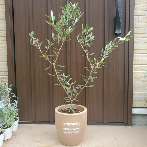 オリーブの木　ルッカ　テラコッタ鉢植え　苗　シンボルツリー 1枚目の画像