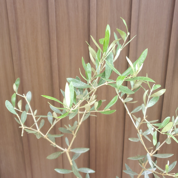 オリーブの木　ルッカ　テラコッタ鉢植え　苗　シンボルツリー 4枚目の画像