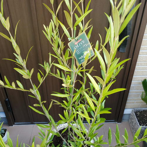 大きなオリーブの木♪ひなかぜ 大型テラコッタ鉢植え 観葉植物