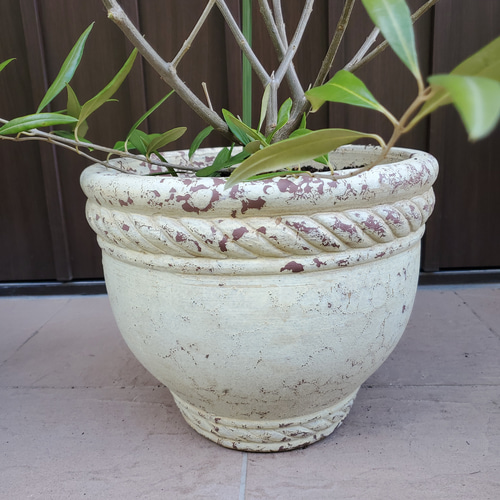 大きなオリーブの木♪ひなかぜ 大型テラコッタ鉢植え 観葉植物