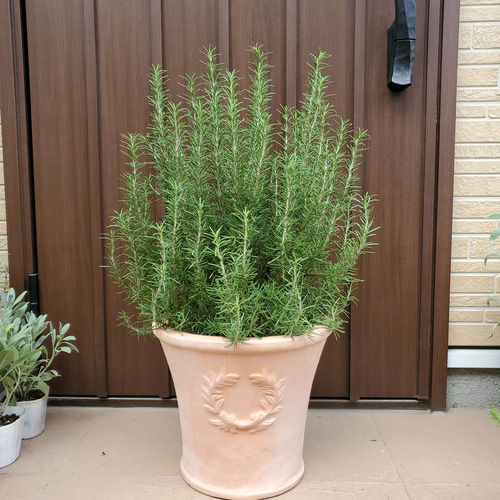 存在感があります♡大型テラコッタ鉢植え ローズマリー 守護と浄化の