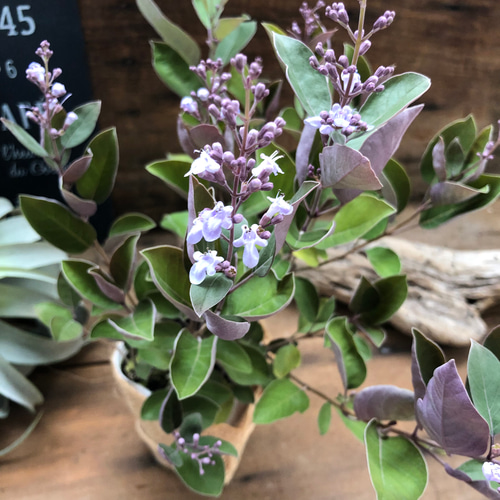 ミツバハマゴウ♡プルプレア♡ニンジンボク♡偏光パープル♡ アート