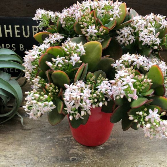 金のなる木♡花月♡多肉植物♡4号♡観葉植物♡成金草 14枚目の画像