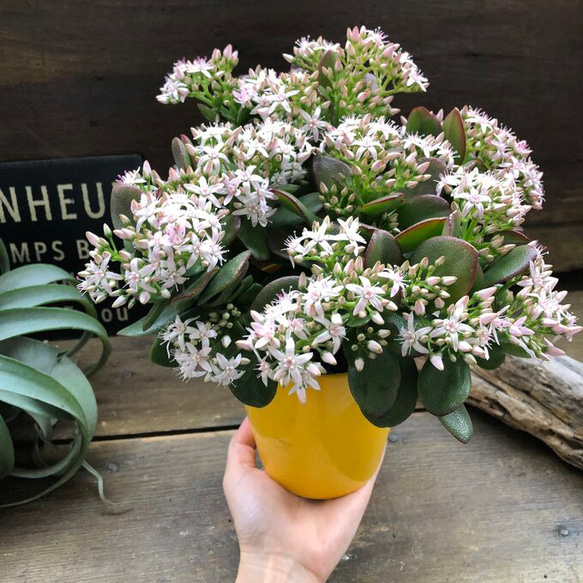 金のなる木♡花月♡多肉植物♡4号♡観葉植物♡成金草 7枚目の画像