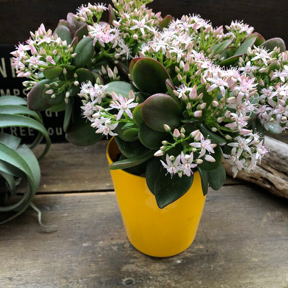 金のなる木♡花月♡多肉植物♡4号♡観葉植物♡成金草 9枚目の画像