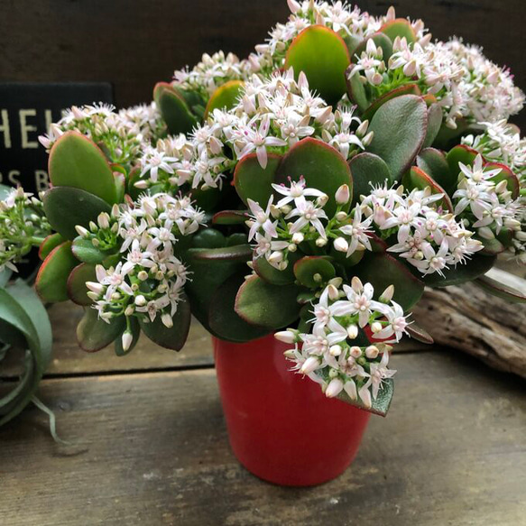 金のなる木♡花月♡多肉植物♡4号♡観葉植物♡成金草 8枚目の画像