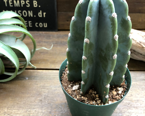 柱サボテン XL 【首都圏限定】| 観葉植物通販 AND PLANTS
