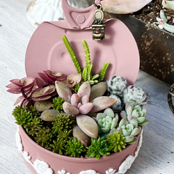 ★多肉植物　寄せ植え〜リメ缶チェーン寄せ〜★ 多肉植物】リメ缶に寄せ植えしました❣️ - YouTube