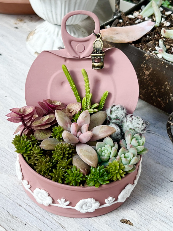 多肉植物寄せ植え小物入れ