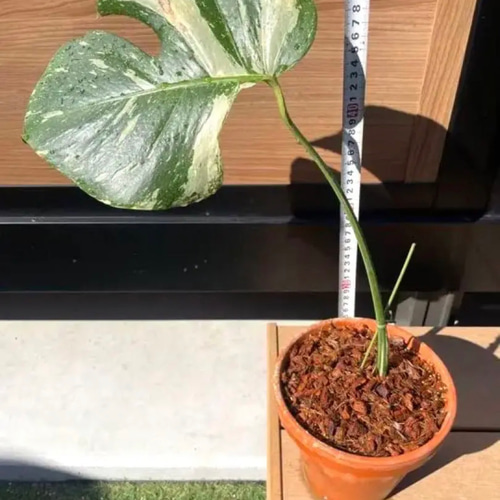 ⚠️安心の根っこ付き⚠️ 斑入り モンステラ ホワイトタイガー 鉢底  