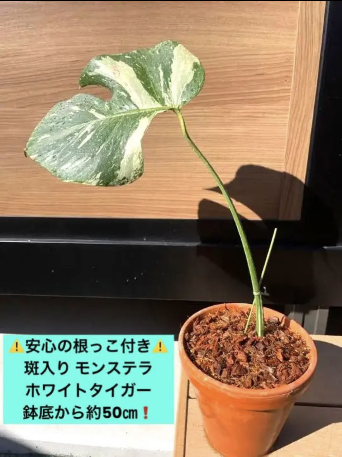 微発根】モンステラ ホワイトタイガー カット苗 斑入り 野暮ったい 微発根】モンステラ ホワイトタイガー カット苗 斑入り 野暮ったい
