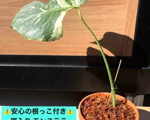 ホワイトタイガー 気持ちよい C-1024【鉢植え発送】斑入りモンステラ