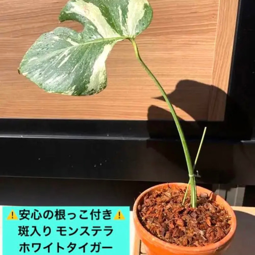 モンステラ斑入り ホワイトタイガー霜降り斑 安定株 高さ48cm 鉢付き発送 モンステラ斑入り 超極美霜降りホワイトタイガー 幅86高さ73