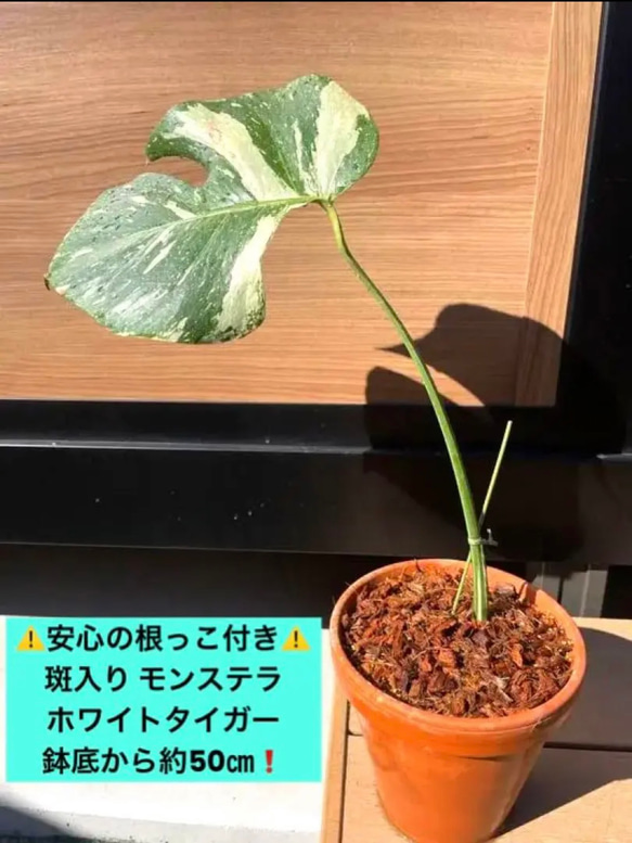 58【初心者でも失敗しない】斑入りモンステラ ホワイト