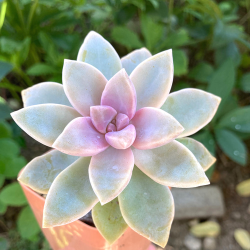 さくら牡丹 多肉 掘上げ苗 抜き苗 多肉植物 galleryk's GONZU 植物